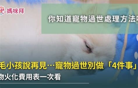 小動物死掉怎麼處理|寵物過世怎麼處理？4件事千萬要避免，才能讓毛小孩。